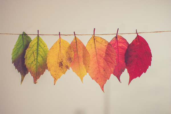 Herbstblätter Chris Lawton klein