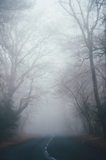 Nebel im Wald Annie Spratt 