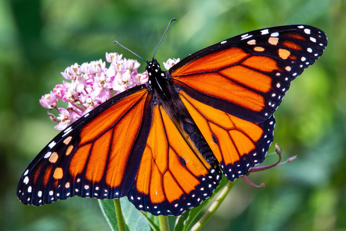 Monarchfalter joshua j cotten kleiner