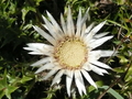 thumb P1090728