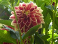 thumb P1120971